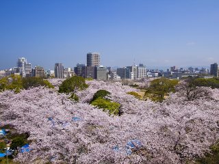 桜